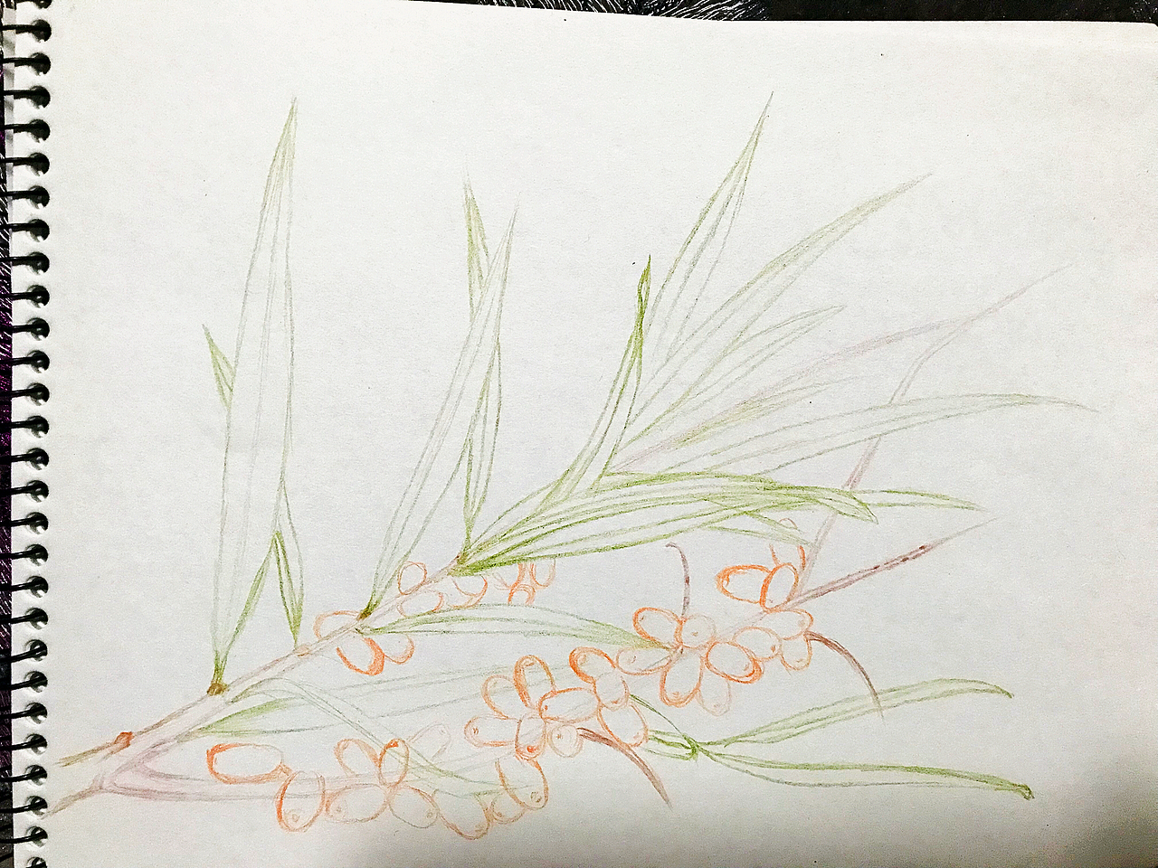 2017_12_19沙棘（圖ZMTAxMDQ2MDY4） - 繪本 - 站酷設(shè)計師hairuisongYG原創(chuàng)素材 - 站酷ZCOOL