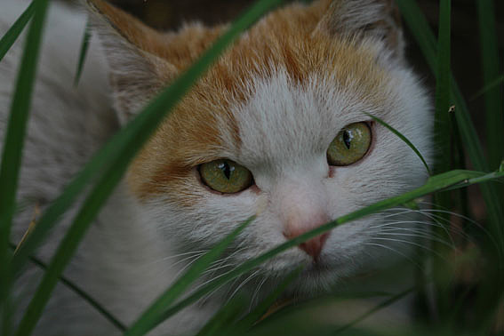 【摄影】那些它－猫－蝶－花（图ZNTkwNDYyMA==） - 风光摄影 - 站酷设计师naza原创素材 - 站酷ZCOOL