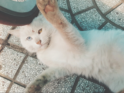 一只酷酷的异色瞳小白猫