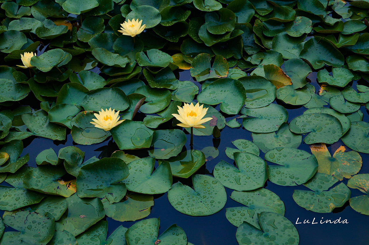 水莲花（图ZMjI5Nzk3MDM2） - 风光摄影 - 站酷设计师脖几LuLinda原创素材 - 站酷ZCOOL