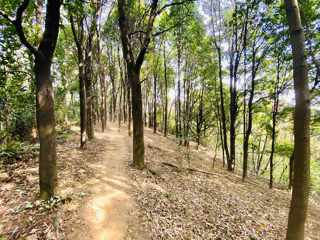 手机摄影-广州白云原始森林