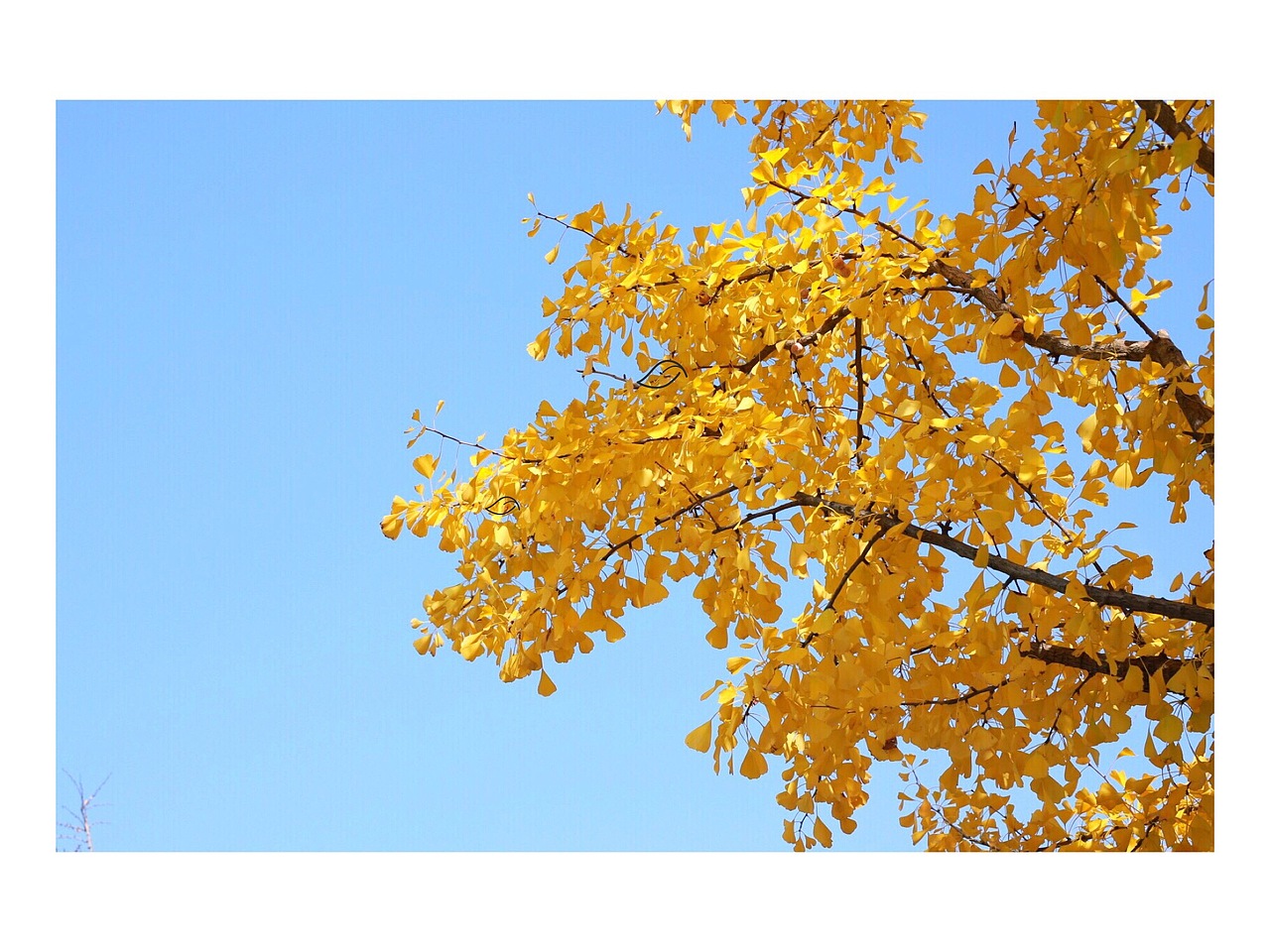 一叶知秋（图ZMTE3NTAyNzA4） - 风光摄影 - 站酷设计师苦瓜白糖原创素材 - 站酷ZCOOL