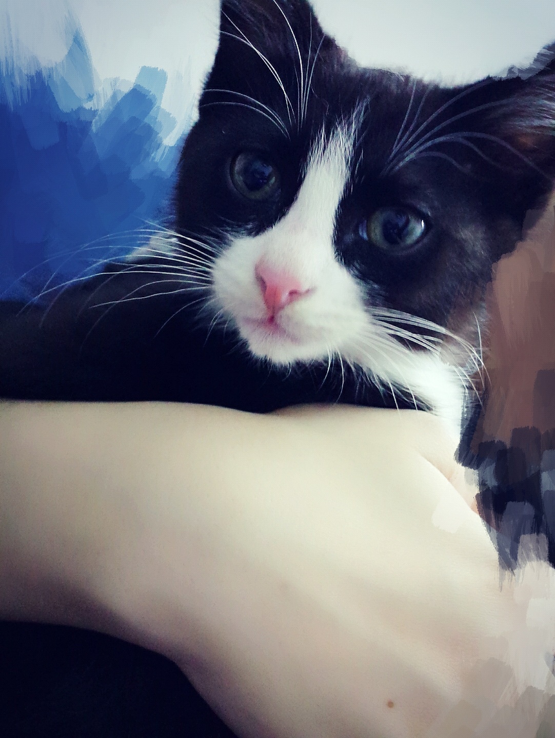黑猫警长-威廉（图ZMjYyMjM1ODA=） - 宠物摄影 - 站酷设计师李大白白原创素材 - 站酷ZCOOL