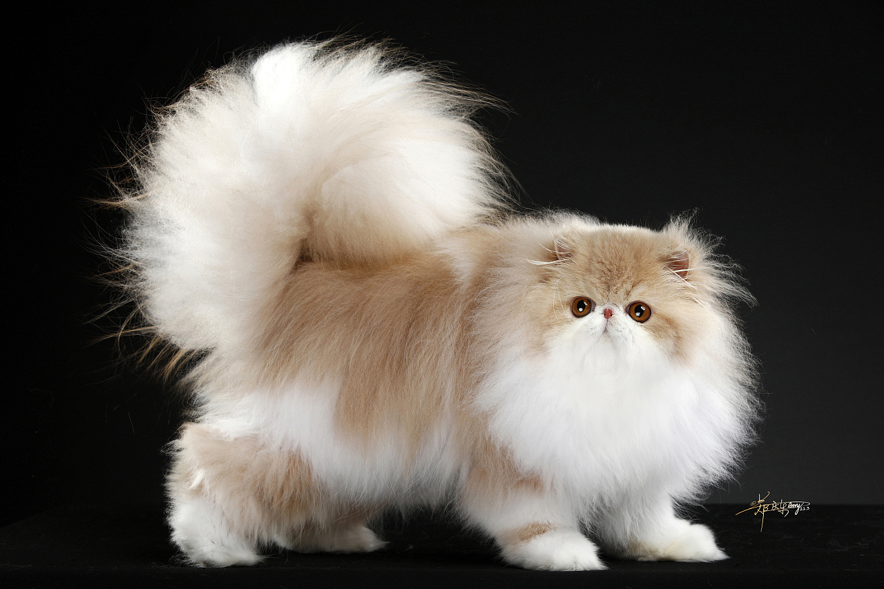 波斯猫