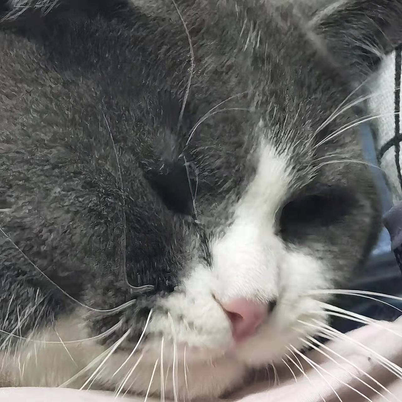 猫咪：迷路 它主人给它起的奇怪名字（有够离谱的-~-）（图ZMjg2MDU5NjQ4） - 宠物摄影 - 站酷设计师咕噜轱辘肉原创素材 - 站酷ZCOOL