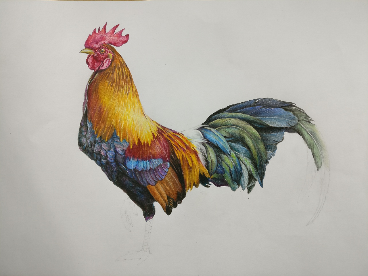 儿童动物简笔画图片大全 小鸡简笔画的画法 肉丁儿童网