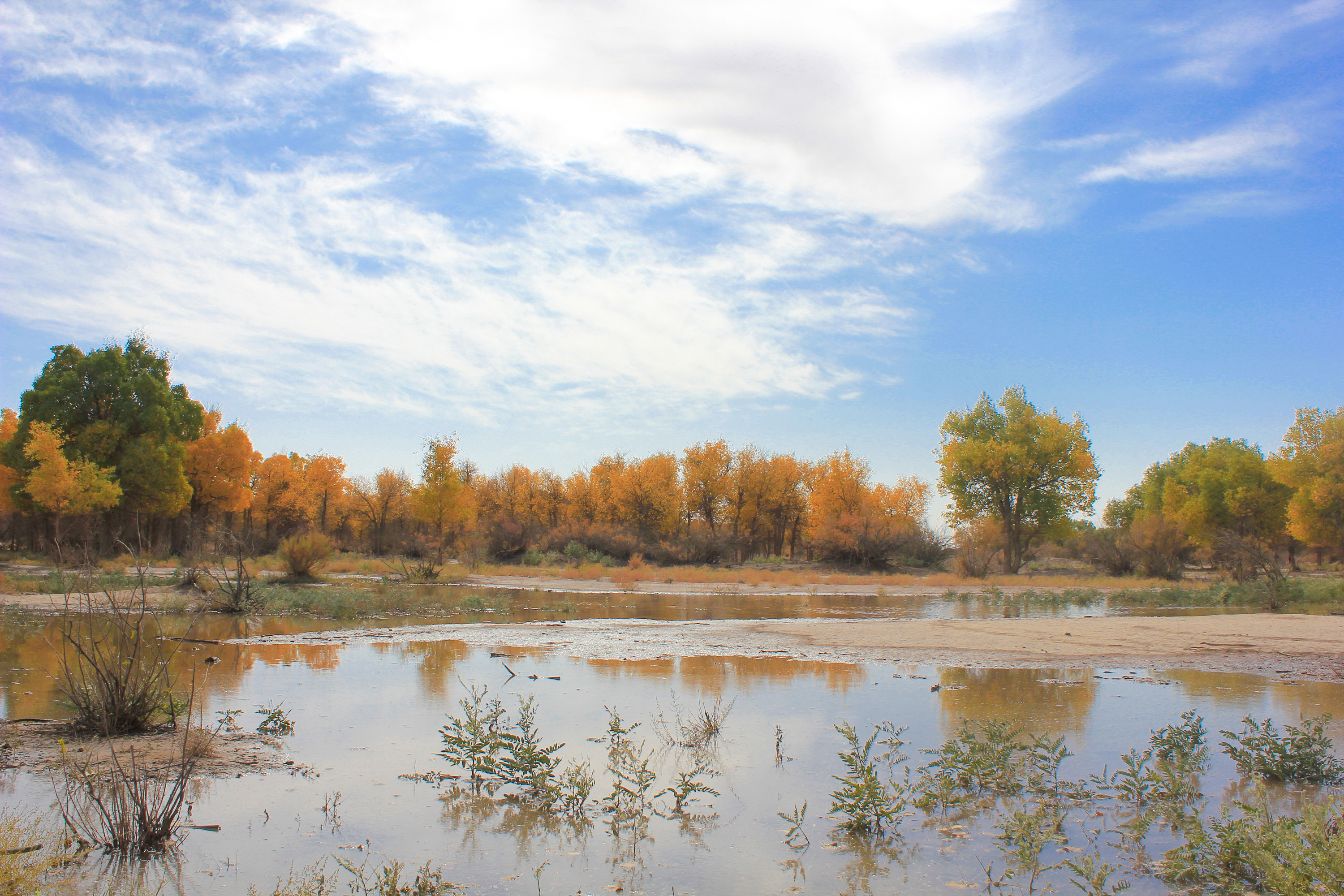 三千年的等待,鼓起勇气邂逅胡杨林