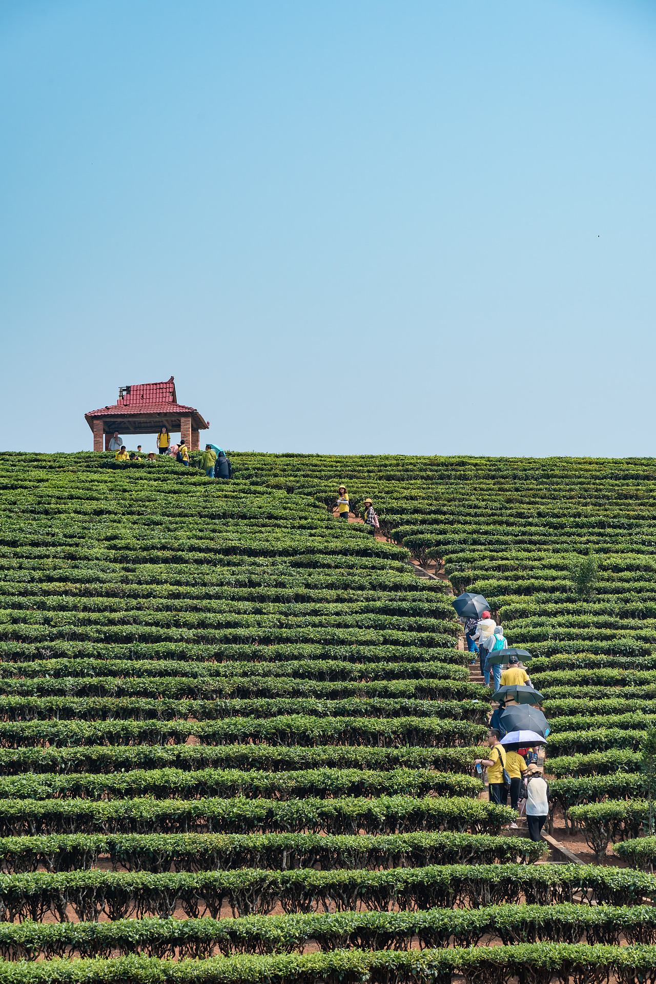 2019云南西双版纳茶之旅
