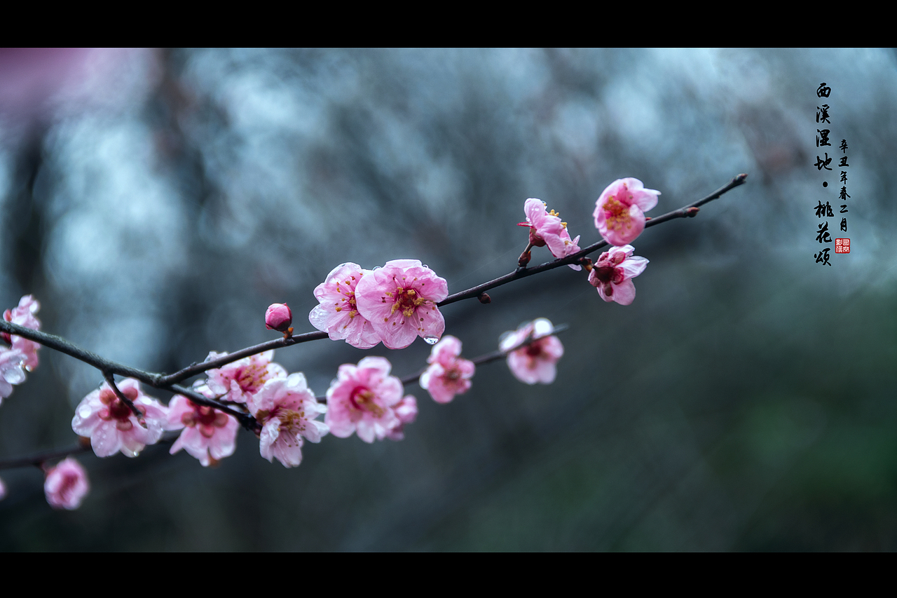 烟雨江南 水墨春（图ZMzM2MzExNTYw） - 风光摄影 - 站酷设计师牧野清歌原创素材 - 站酷ZCOOL