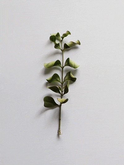 Dancing Leaves (GIF)（图ZNzU5NzA0MA==） - 产品摄影 - 站酷设计师一粒渣渣原创素材 - 站酷ZCOOL