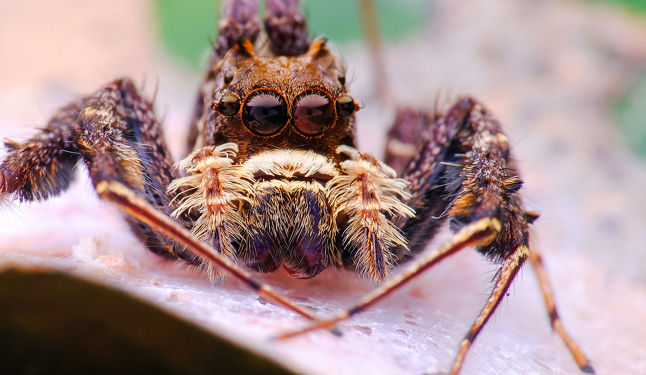 孔蛛，跳蛛中最聪明的蜘蛛了，习惯从上往下攻击锁喉，吃比自己庞大很多倍的大型蜘蛛