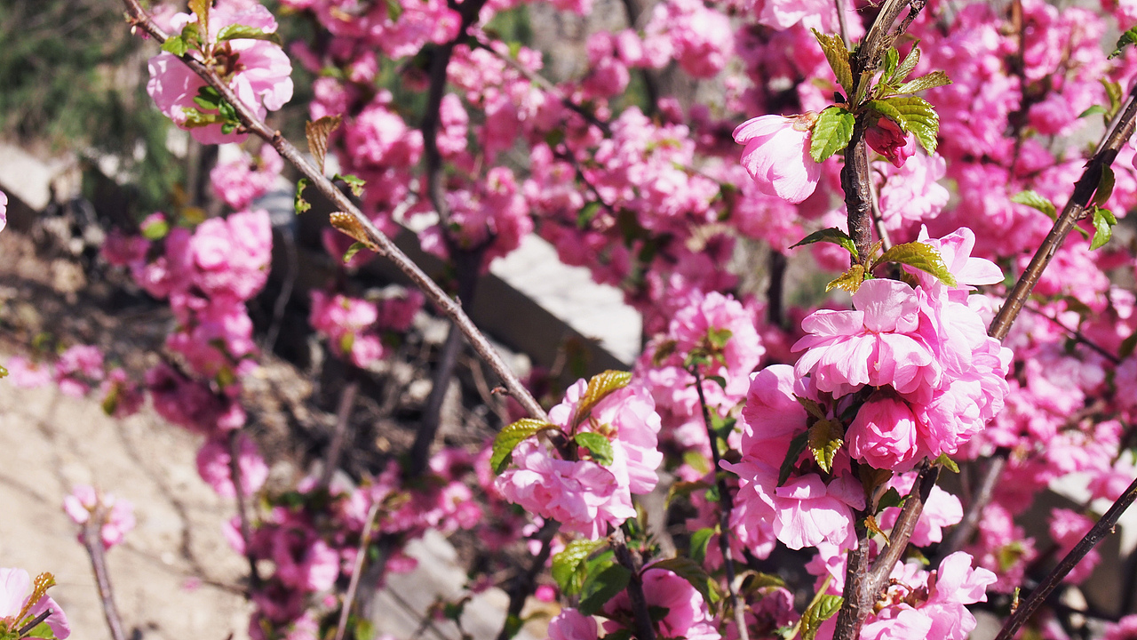 個(gè)人隨拍（圖ZNDk1OTM0MTY=） - 風(fēng)光攝影 - 站酷設(shè)計(jì)師天邊魚(yú)原創(chuàng)素材 - 站酷ZCOOL