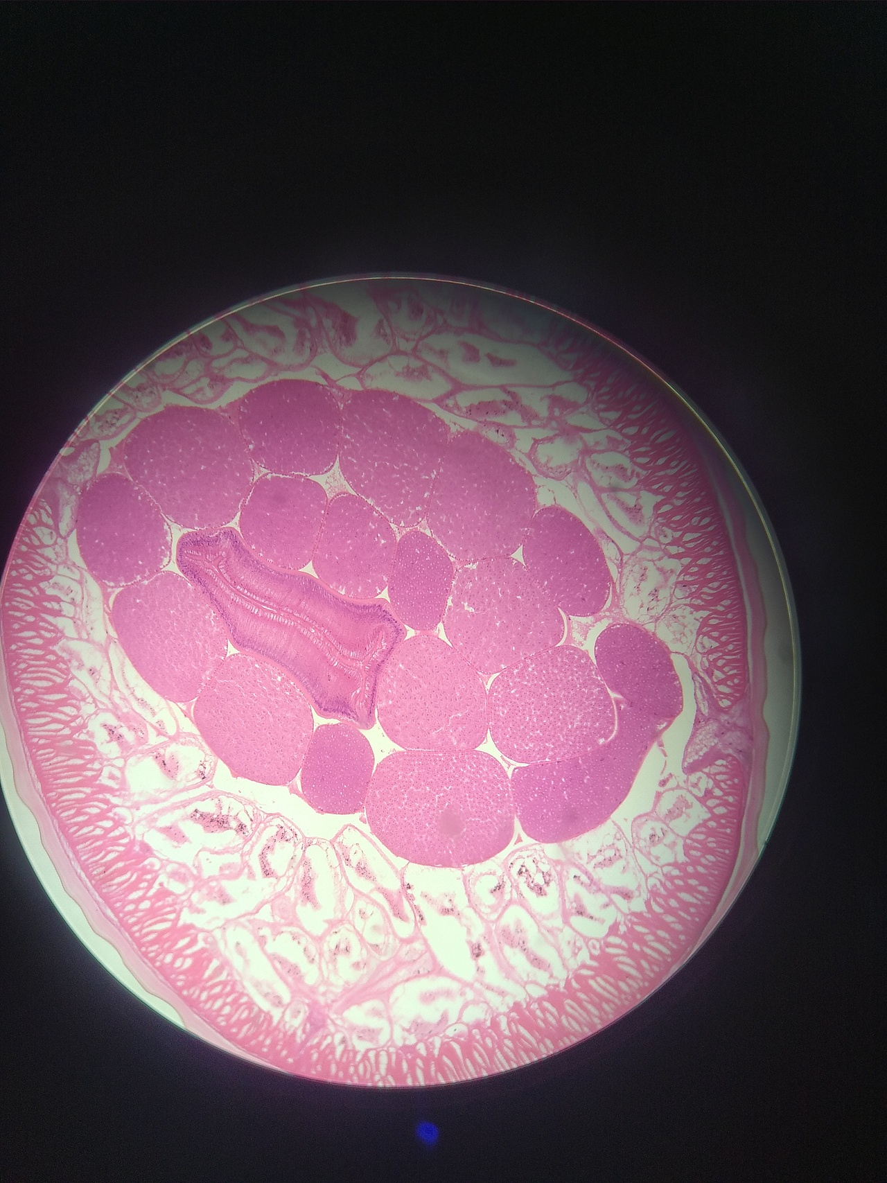 生物细胞观察（图ZMjQ0NDk0Njg0） - 风光摄影 - 站酷设计师SGEJWJ原创素材 - 站酷ZCOOL