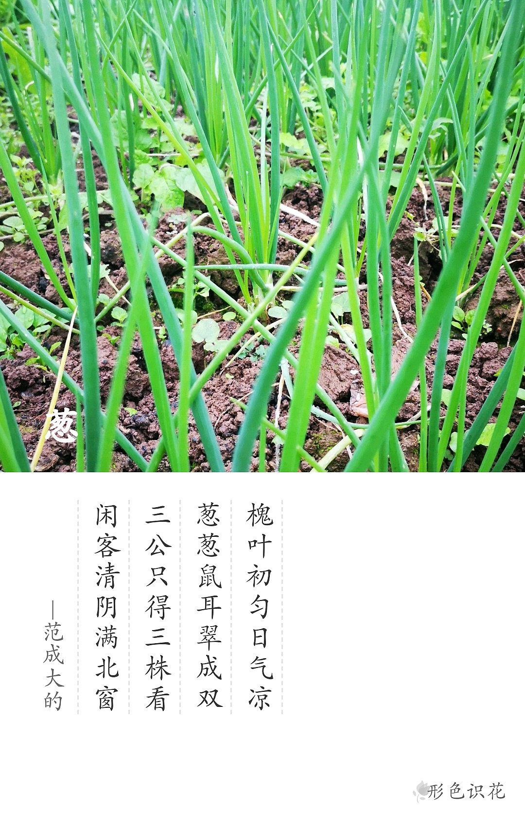 绿植花型一览（图ZMTM2MDM4ODAw） - 产品摄影 - 站酷设计师左I可原创素材 - 站酷ZCOOL