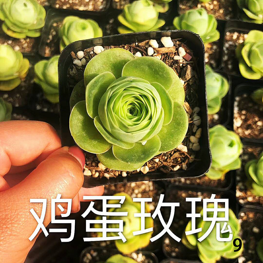 云南东南亚多肉绿植（图ZMTU1NDUxMjQw） - 产品摄影 - 站酷设计师绿植玩家原创素材 - 站酷ZCOOL