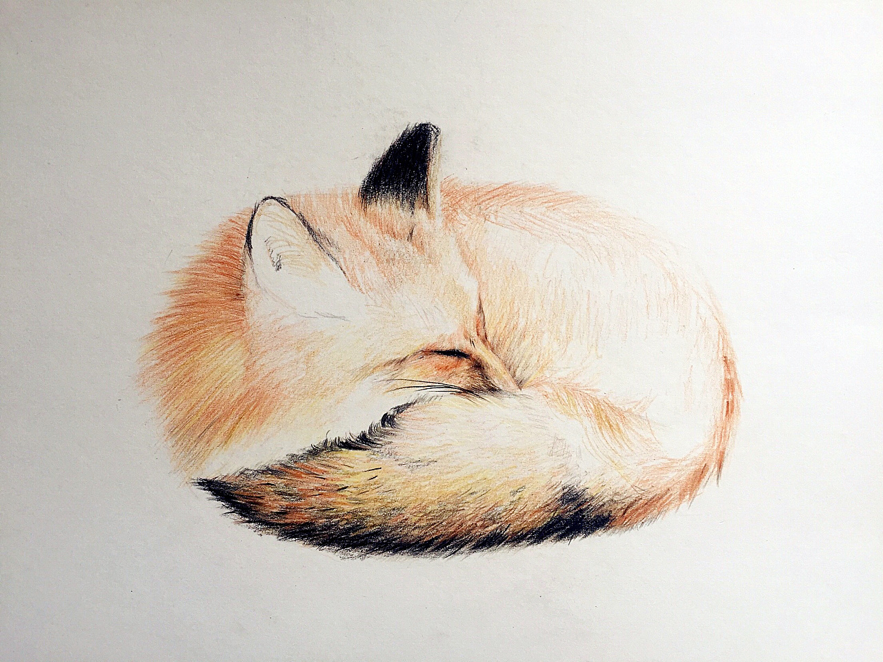 彩铅小狐狸