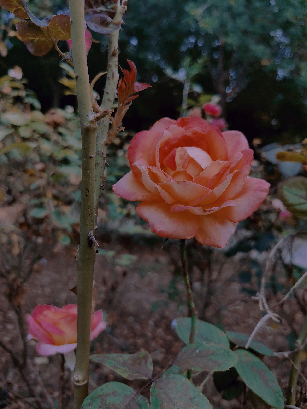 转眼夏天成了故事 秋天成了风景