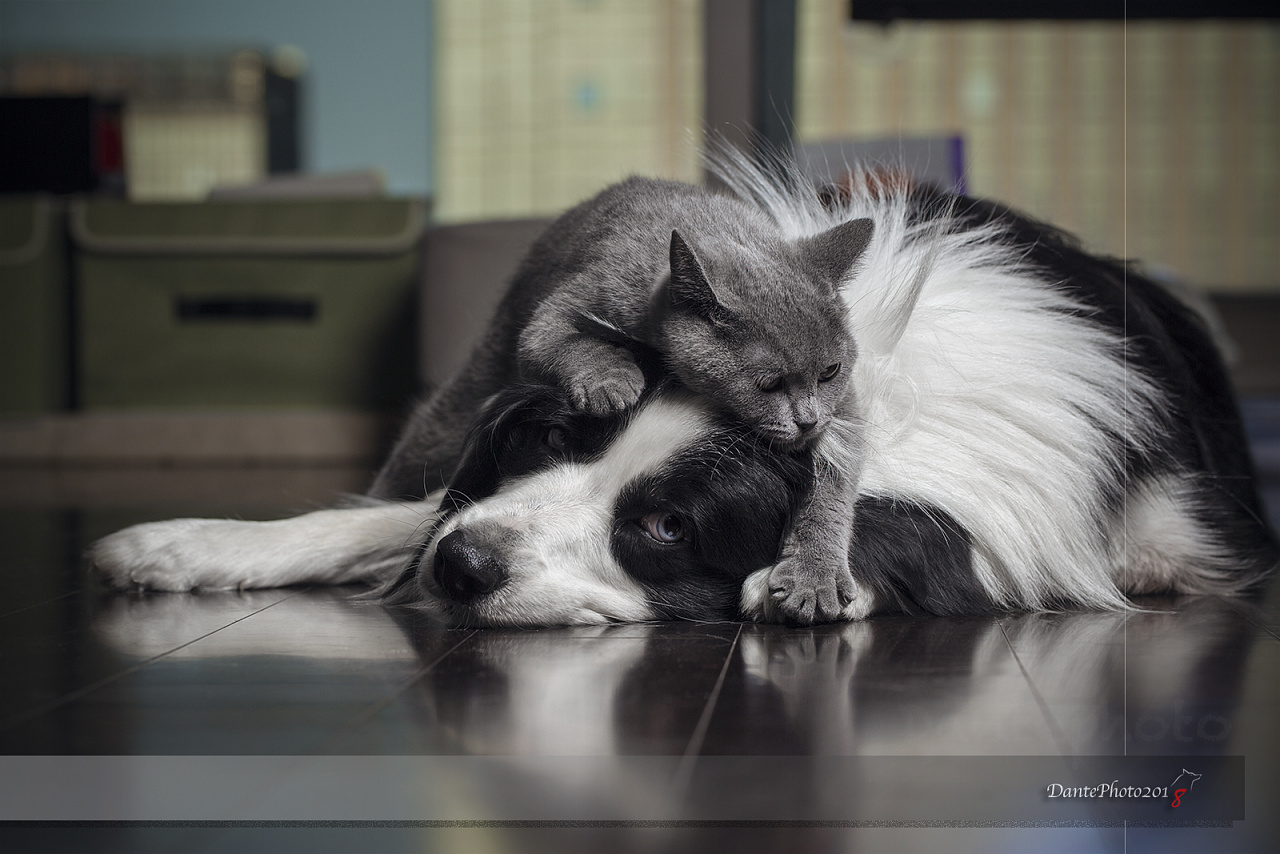 猫和狗狗拥抱的电脑壁纸下载-壁纸图片大全