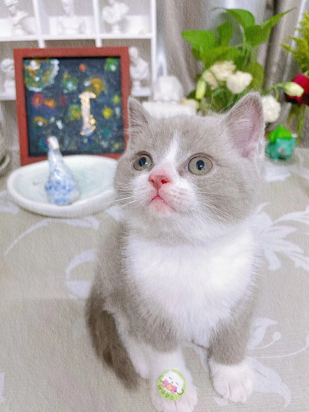 丁香色英短|其他|其他|z65144263 - 原创作品 - 站酷 (zcool)