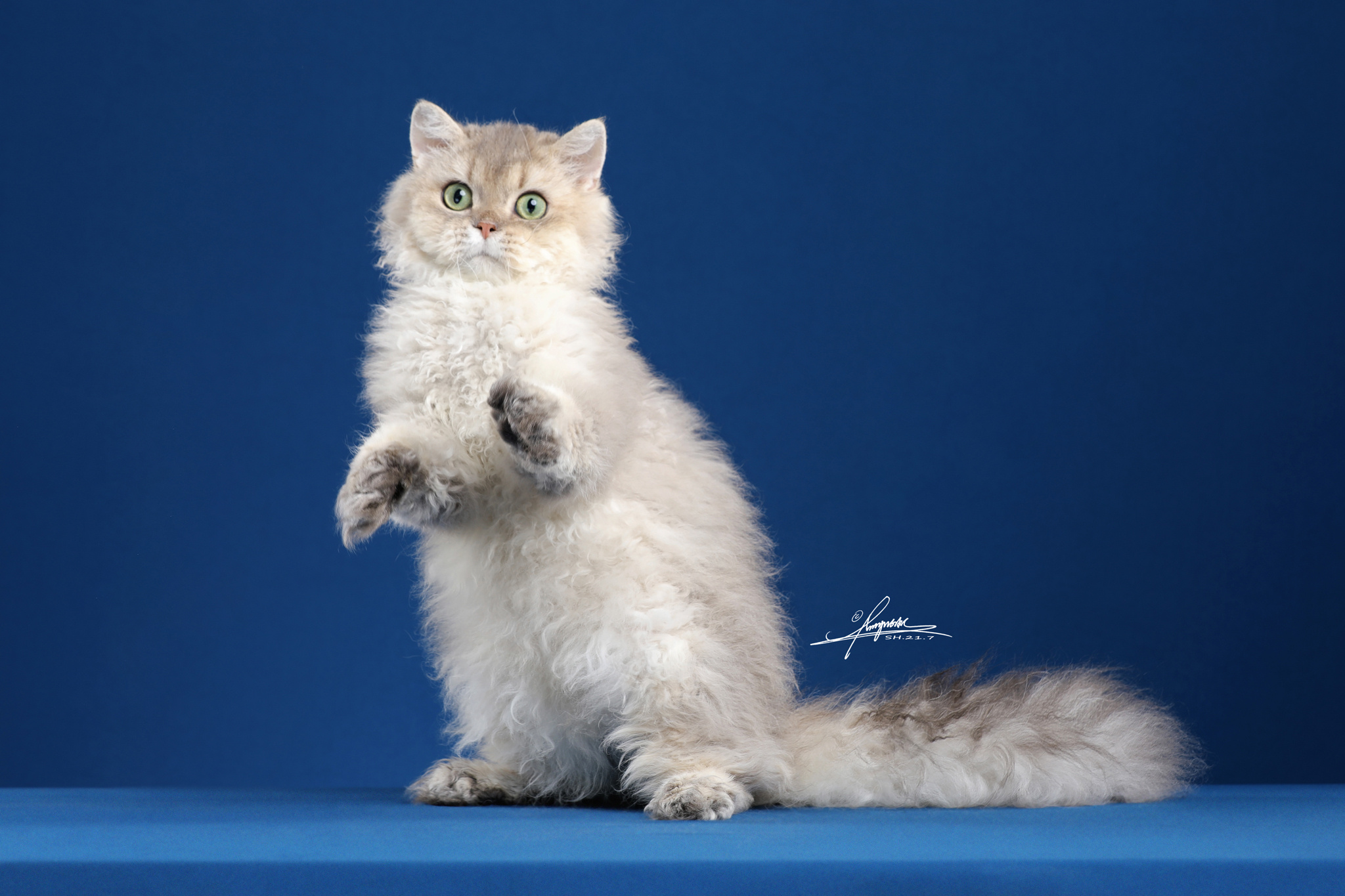 amyworks-塞尔凯克卷毛猫|摄影|宠物摄影|amyworks赛猫摄影 - 原创