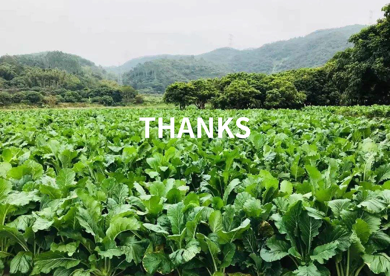 增城迟菜心——VI品牌形象设计（图ZMTkzMjA0NTQ4） - 品牌 - 站酷设计师邦效品牌研究所原创素材 - 站酷ZCOOL