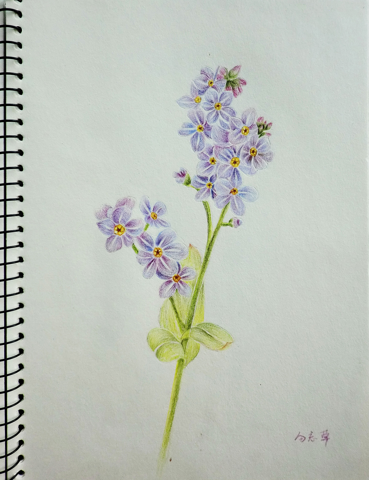 彩色铅笔手绘画花3