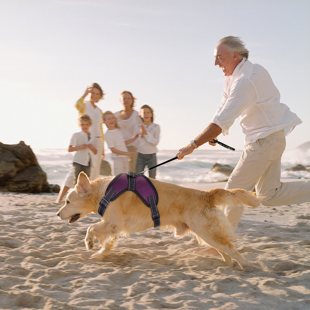 宠物产品场景图合集