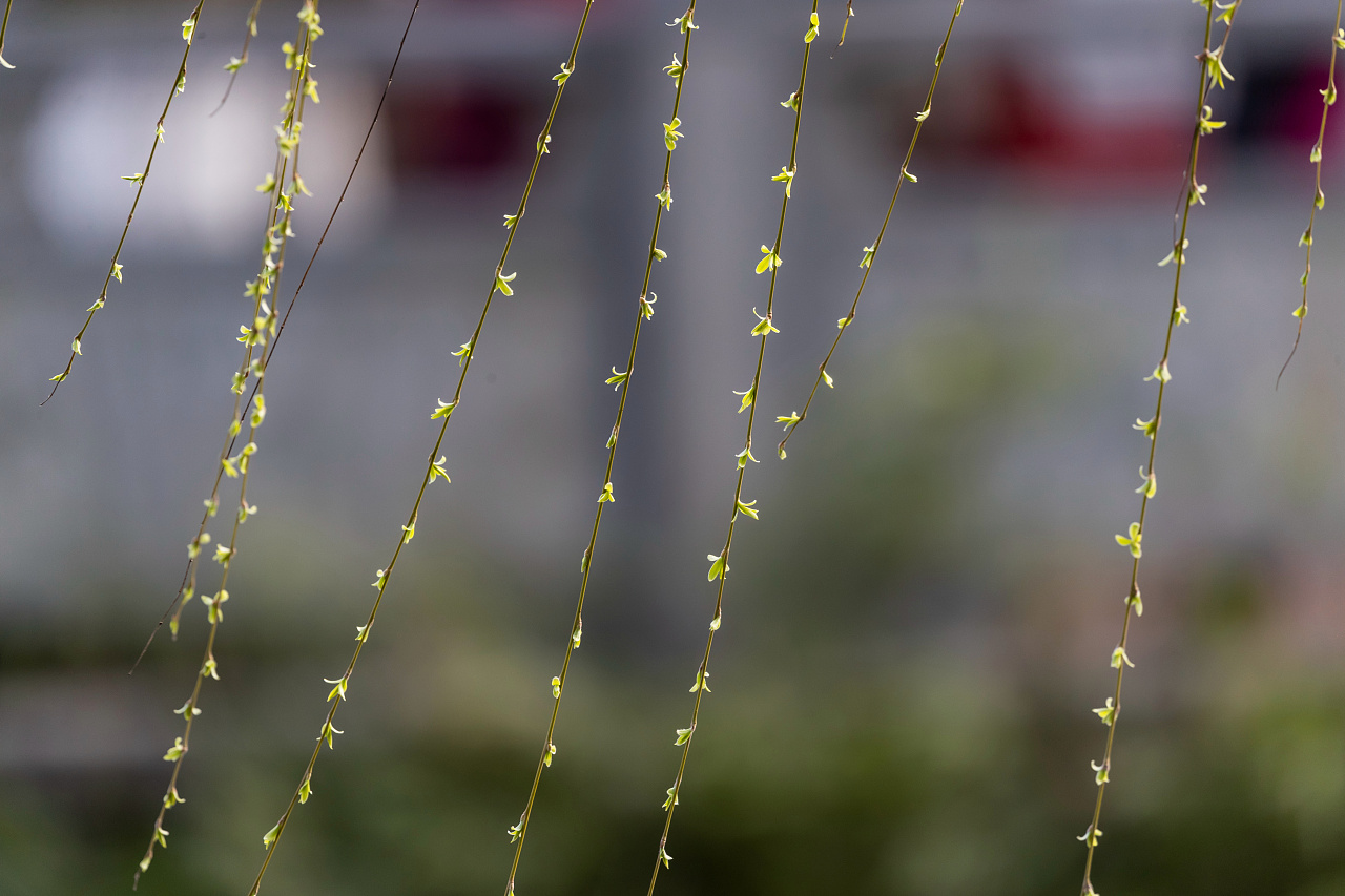 重庆南川:春风杨柳万千条