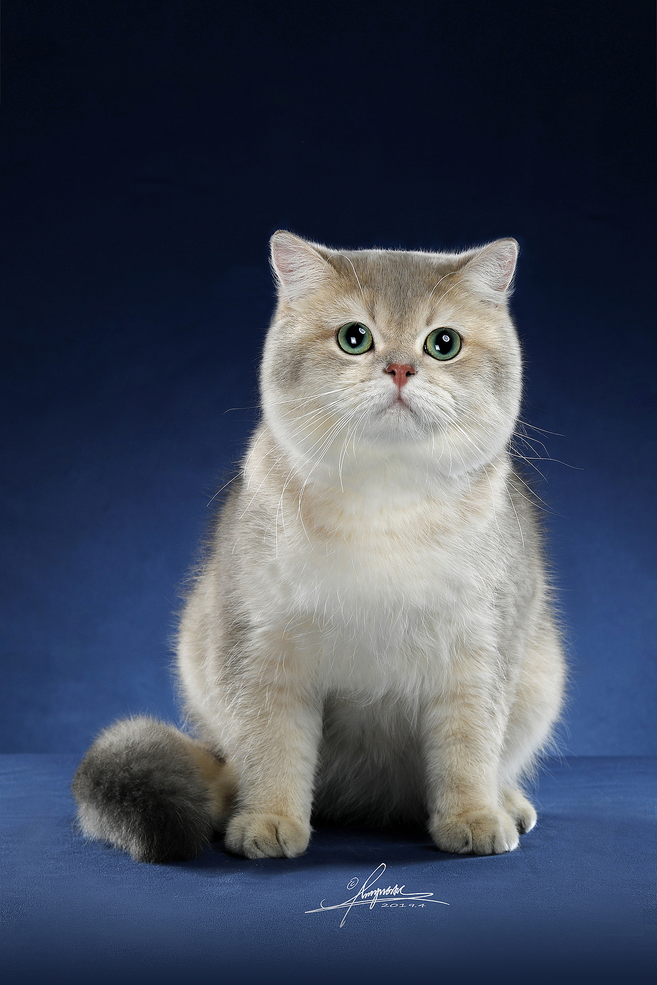 英国短毛猫amyworks拍摄于山东