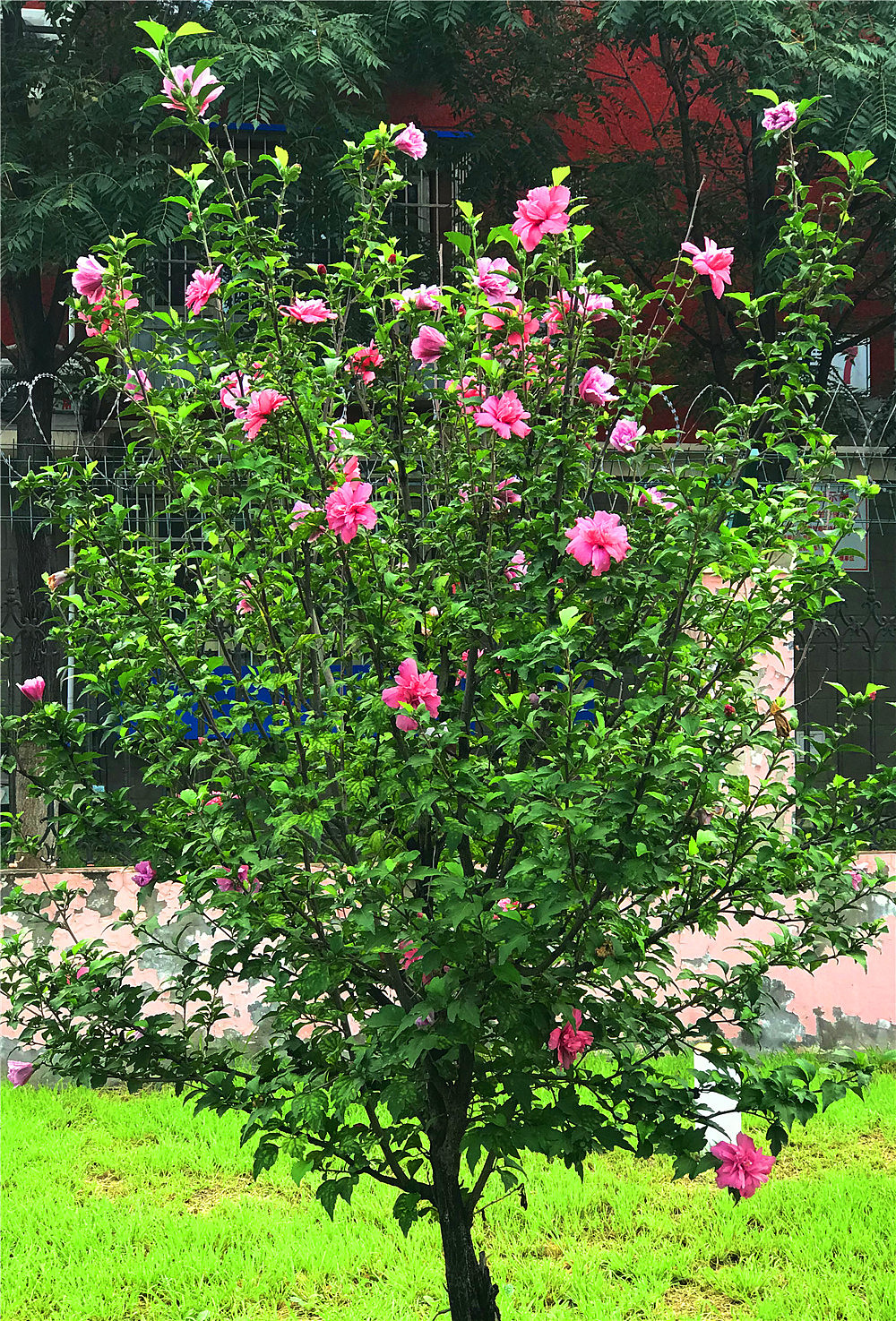 刘勇良手机纪实摄影:七夕节的木槿花