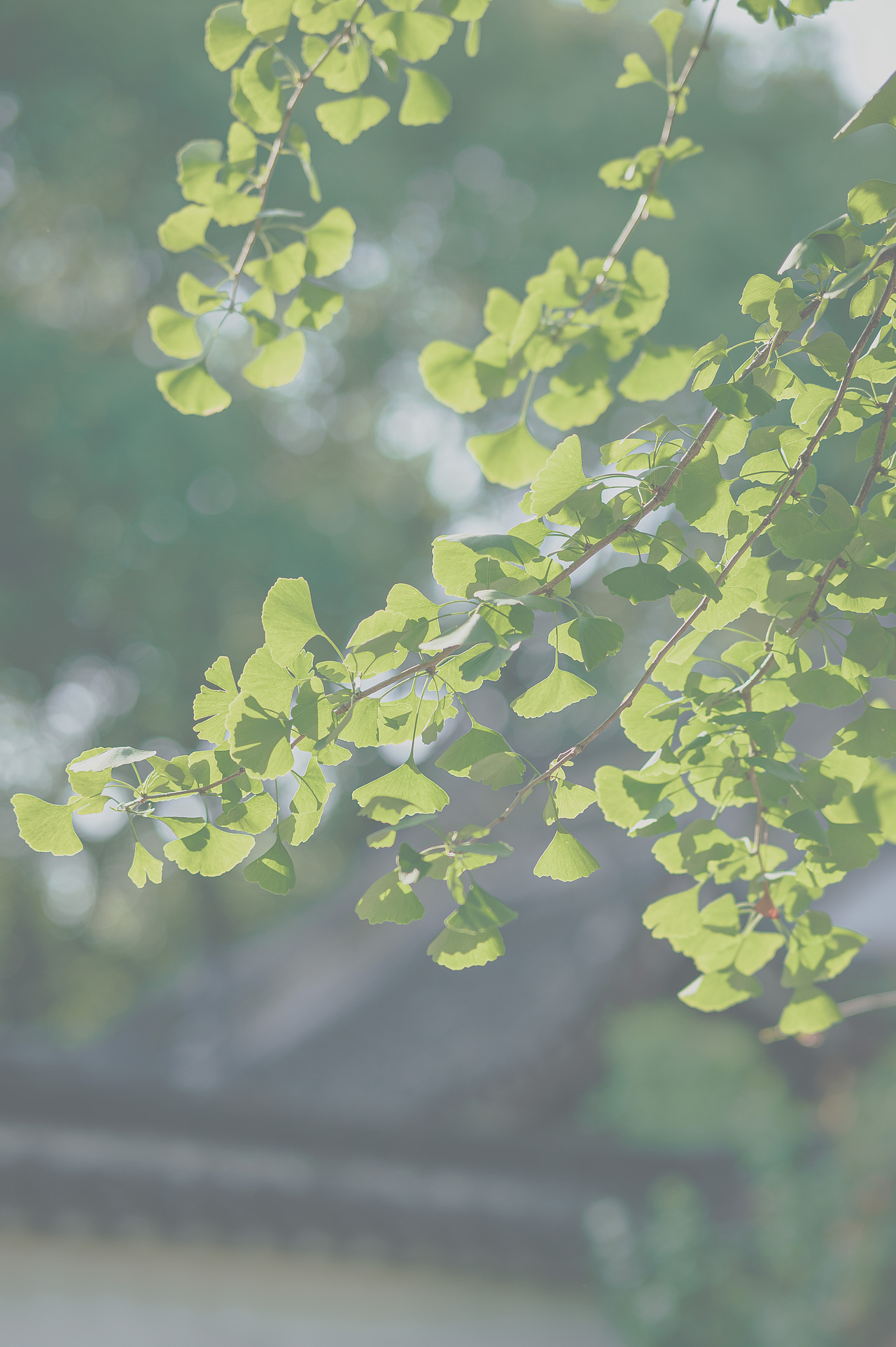 七里山塘街随拍（图ZMzA5ODk2MTcy） - 风光摄影 - 站酷设计师摄影师禧龙猫原创素材 - 站酷ZCOOL