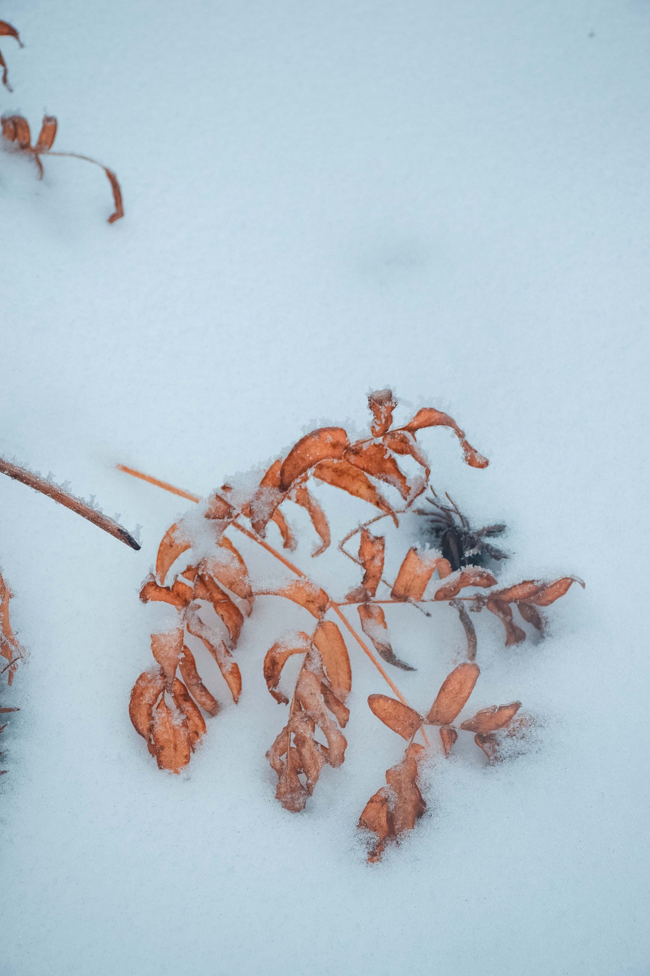 让我在雪地里再撒会儿野