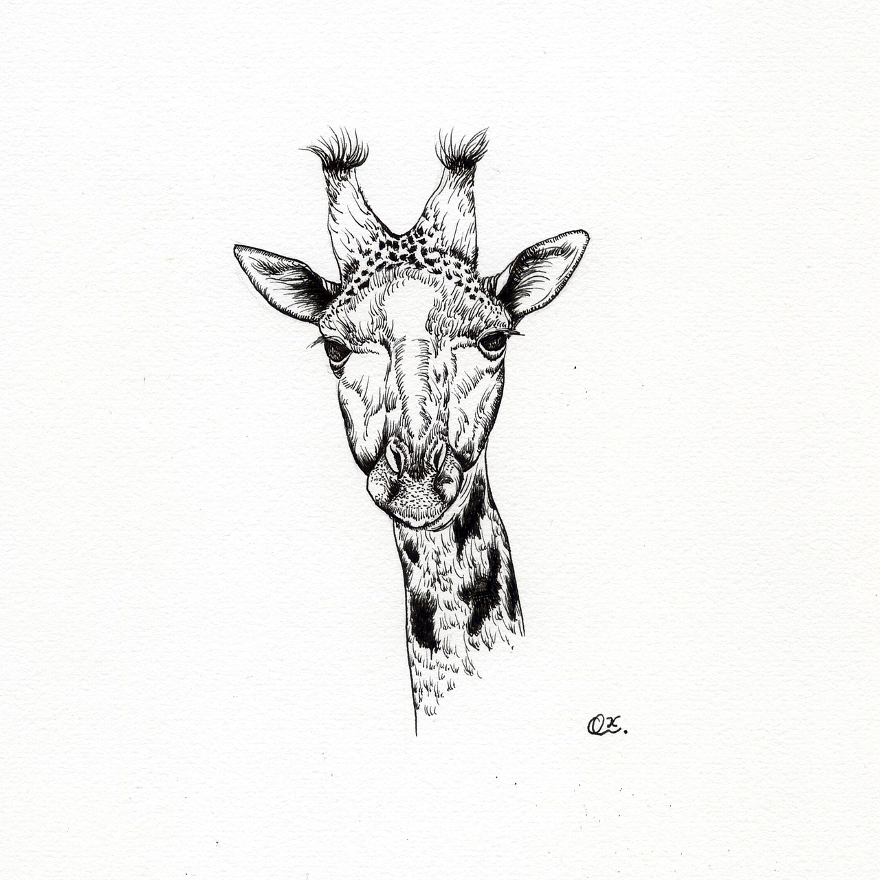 【动物肖像】系列