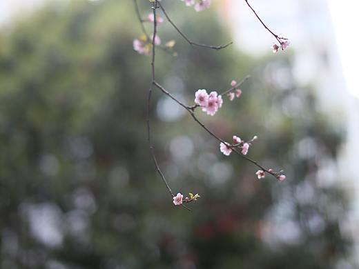 春