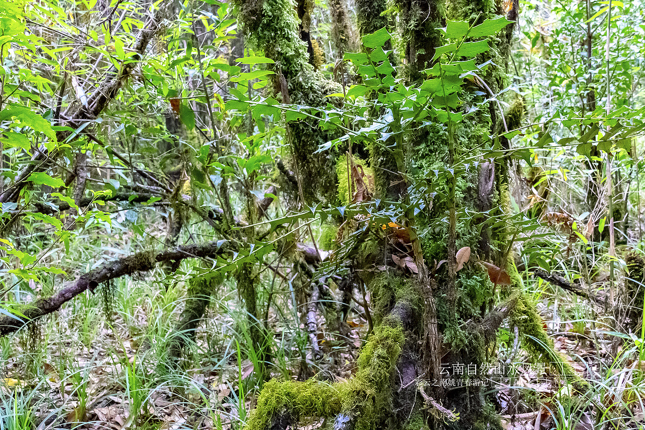 云南省临沧市凤庆县大河龙潭山姚青春自然风光山水风景游记36
