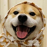leevili的头像