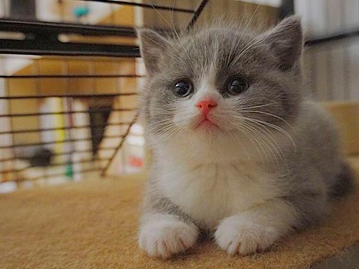 他和他的猫