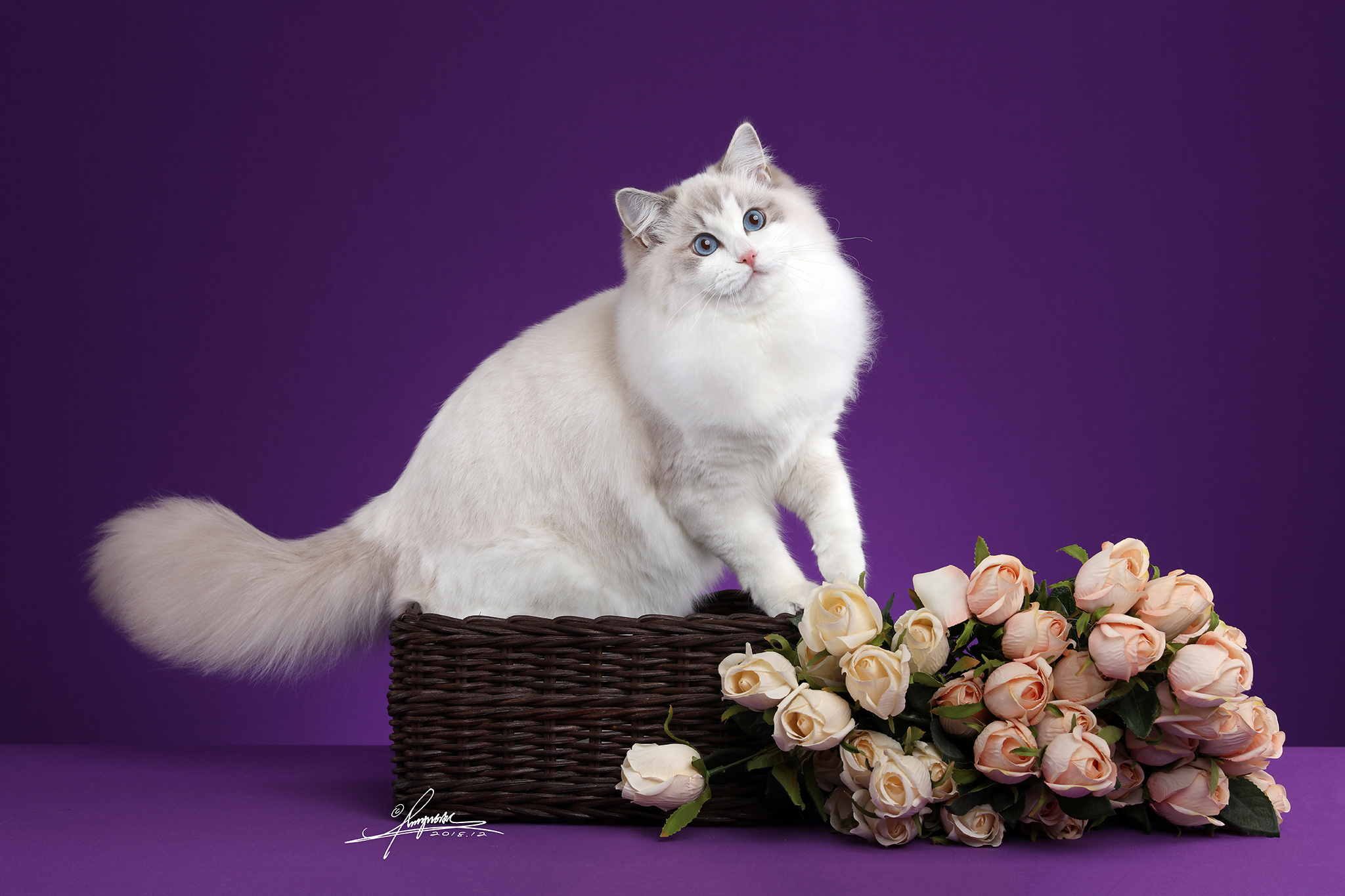 布偶猫|摄影|动物|amyworks赛猫摄影 - 原创作品 - 站酷 (zcool)