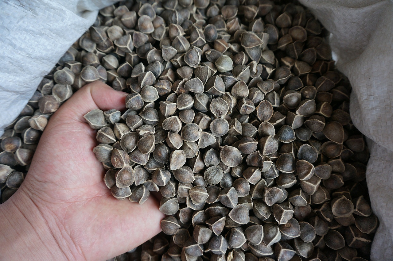 云南满泽辣木籽黑大颗粒图片印度辣木籽