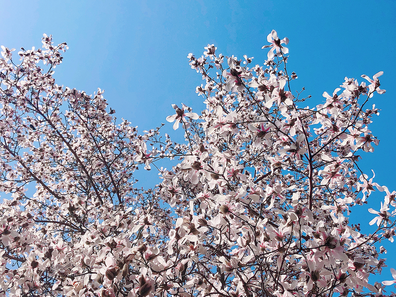 玉兰花开（图ZMjkxNjkwNDY0） - 其他摄影 - 站酷设计师Mintoria原创素材 - 站酷ZCOOL