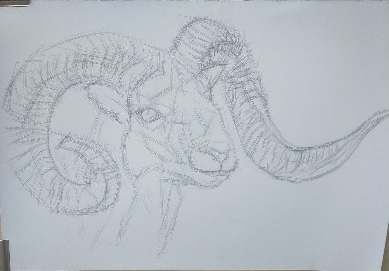 初秋钢笔画之《欧洲盘羊》