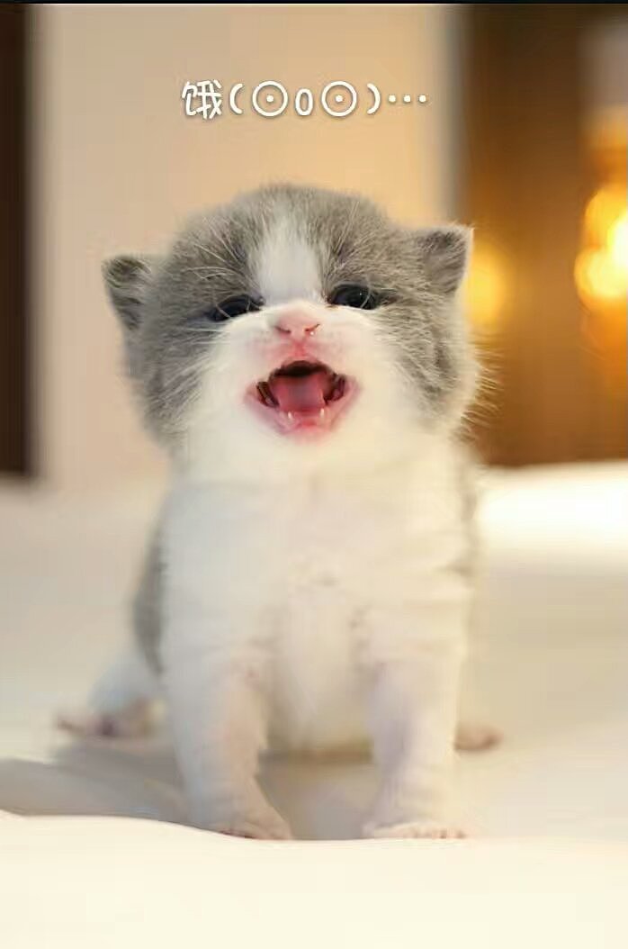 沐米猫舍 英国短毛猫 蓝白色 种猫