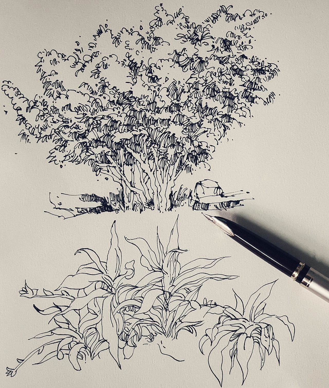 植物速写