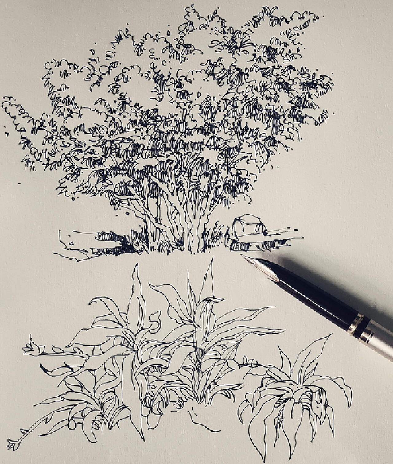 家里的植物|纯艺术|钢笔画|j88love - 原创作品 - 站酷 (ZCOOL)