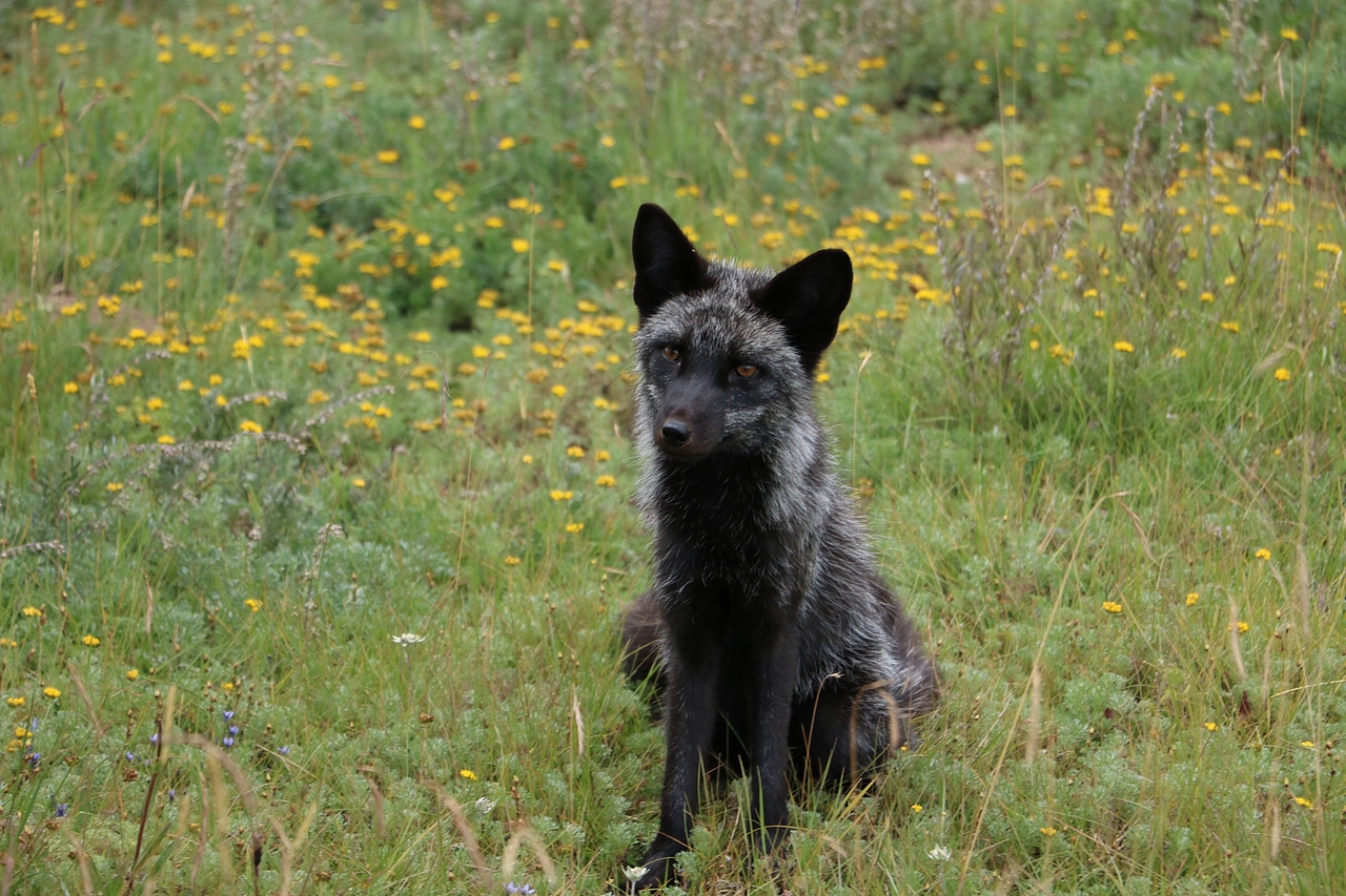 草原随拍（图ZNTkyMDA1MTI=） - 宠物摄影 - 站酷设计师小wt原创素材 - 站酷ZCOOL