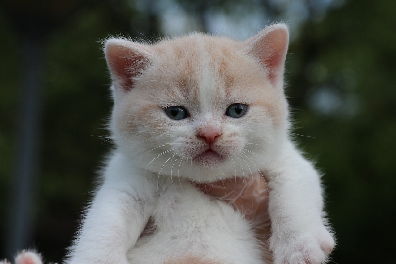 0508英短乳白梵公-熊二85day1.56kg-橙