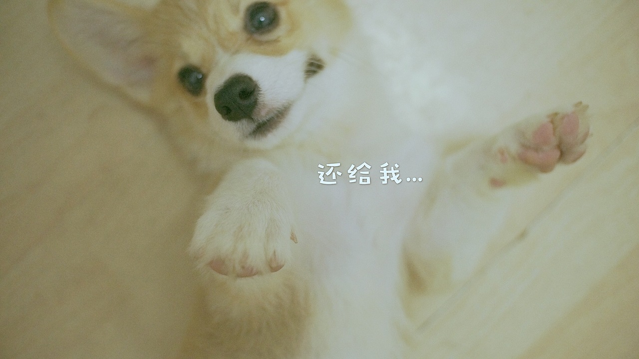 花仔（图ZNTYxOTM1NDA=） - 宠物摄影 - 站酷设计师seasonjune原创素材 - 站酷ZCOOL