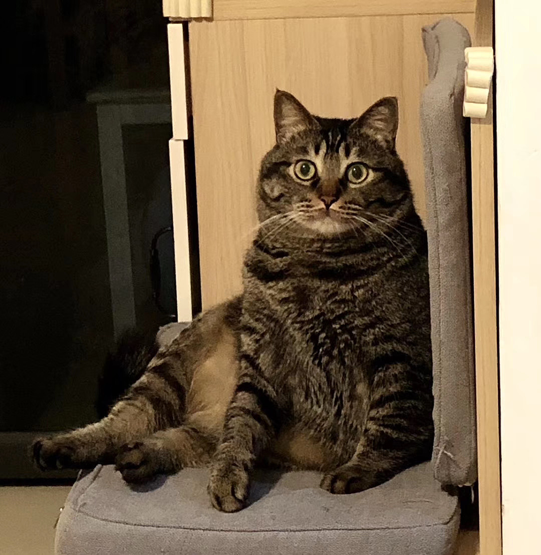 家里两只噬元兽（图ZMTk1Mjk1MTk2） - 创作习作 - 站酷设计师Audra原创素材 - 站酷ZCOOL