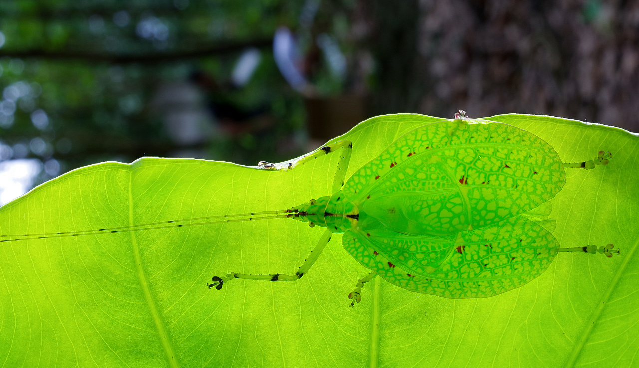 微距摄影【几种螳属】