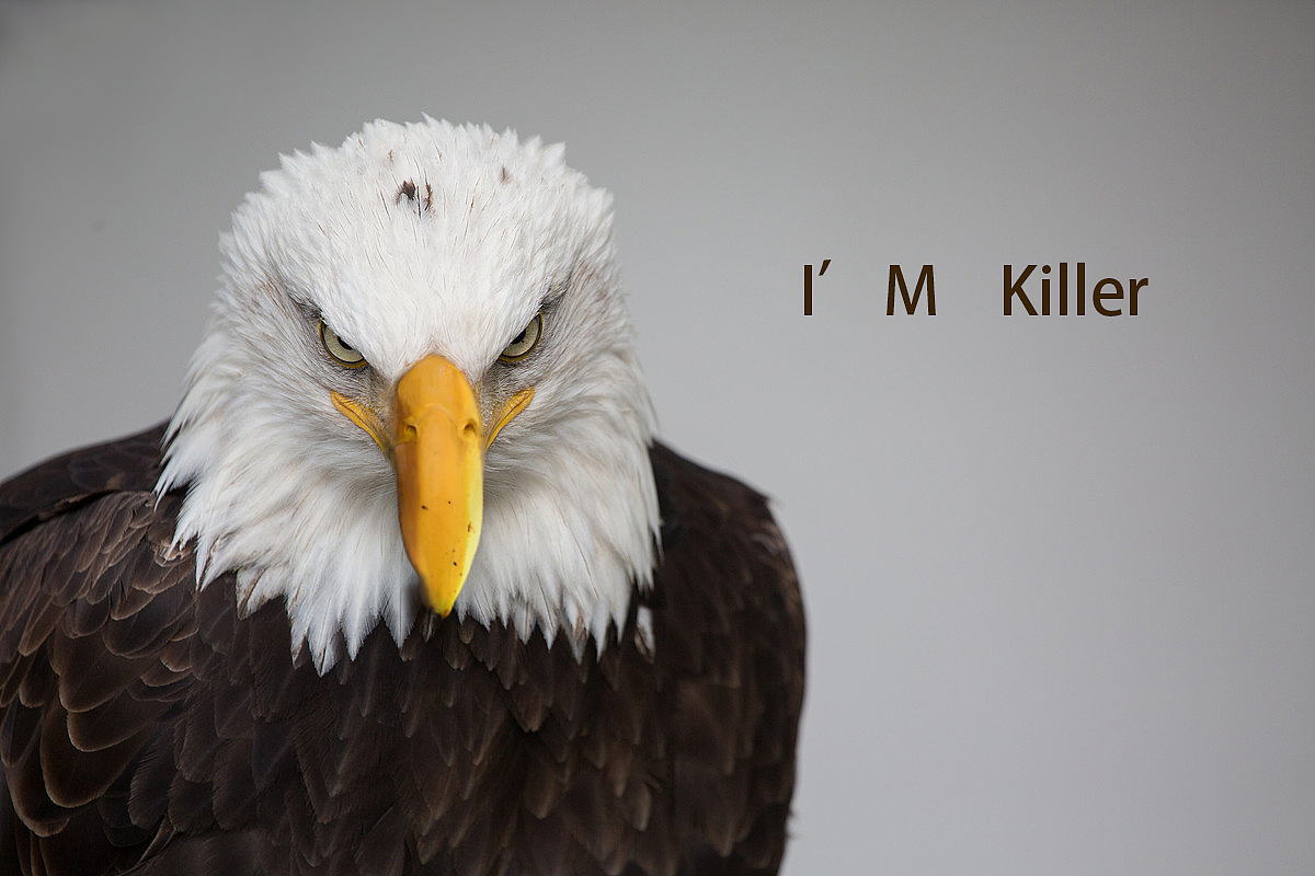 创意广告练习（图ZMTA5ODc4MjI0） - 其他平面 - 站酷设计师锥子君原创素材 - 站酷ZCOOL